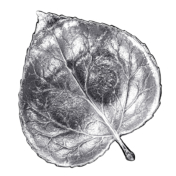 Small Aspen Leaf